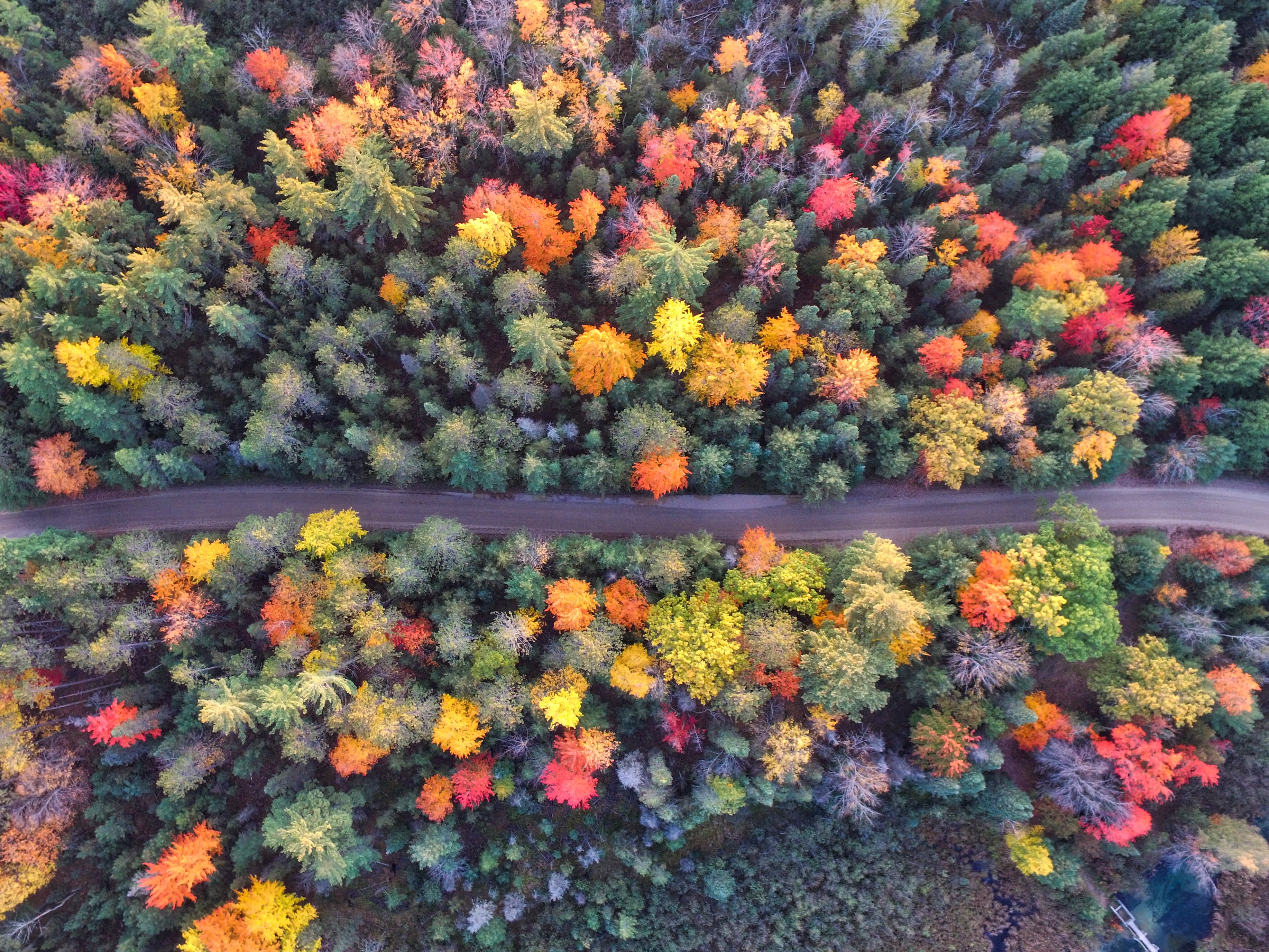 Drone Forest Wallpapers