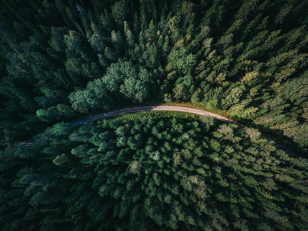 Drone Forest Wallpapers