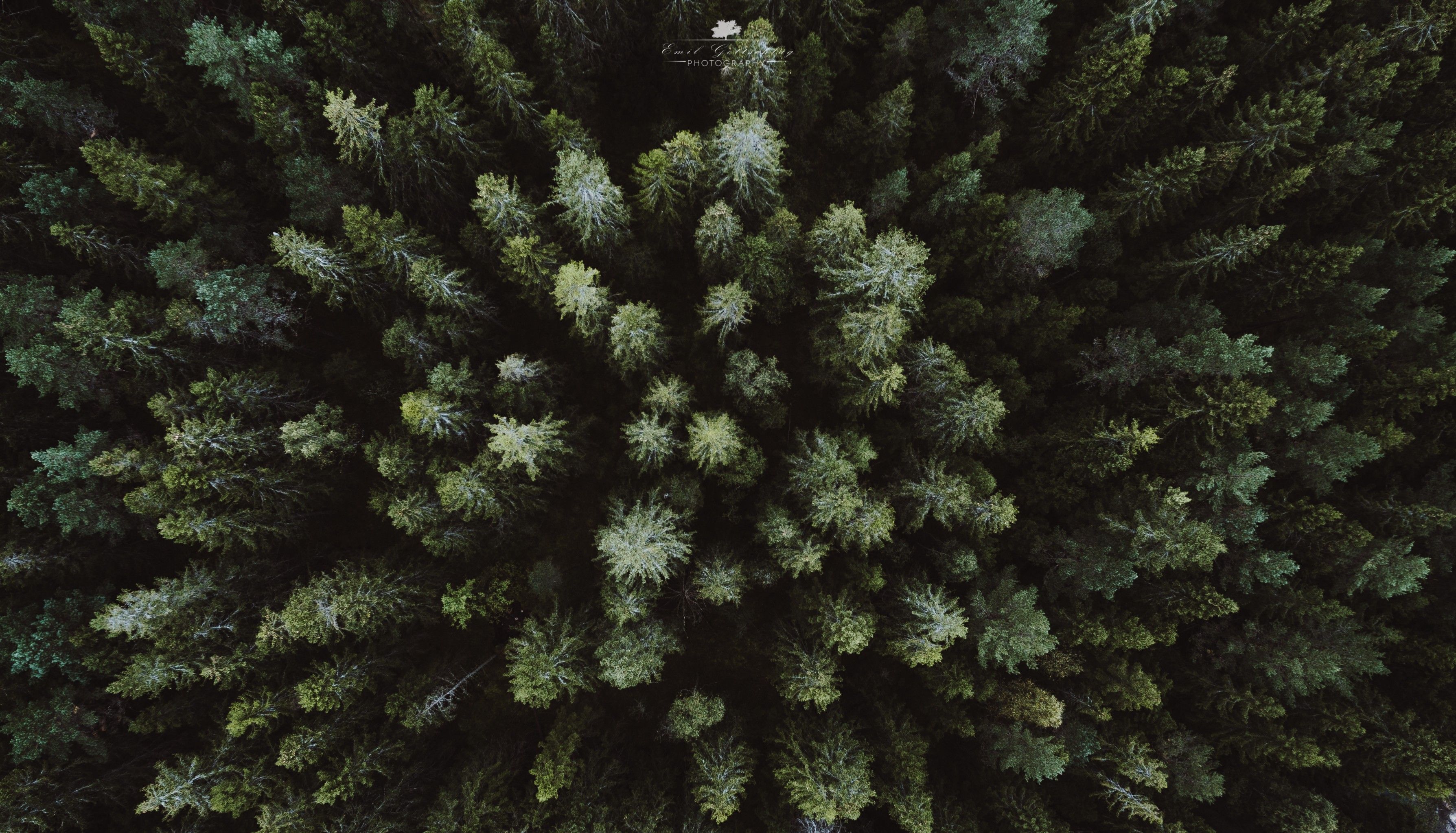 Drone Forest Wallpapers