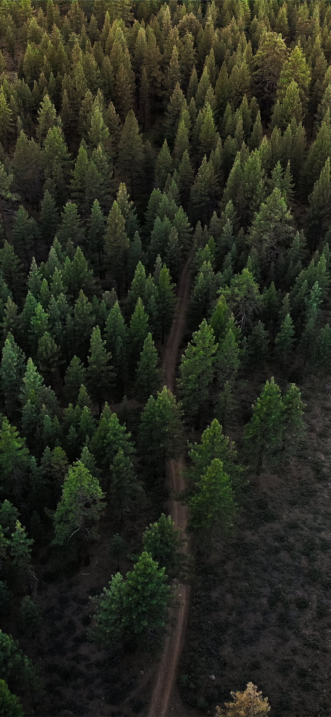 Drone Forest Wallpapers