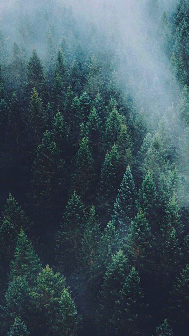 Drone Forest Wallpapers