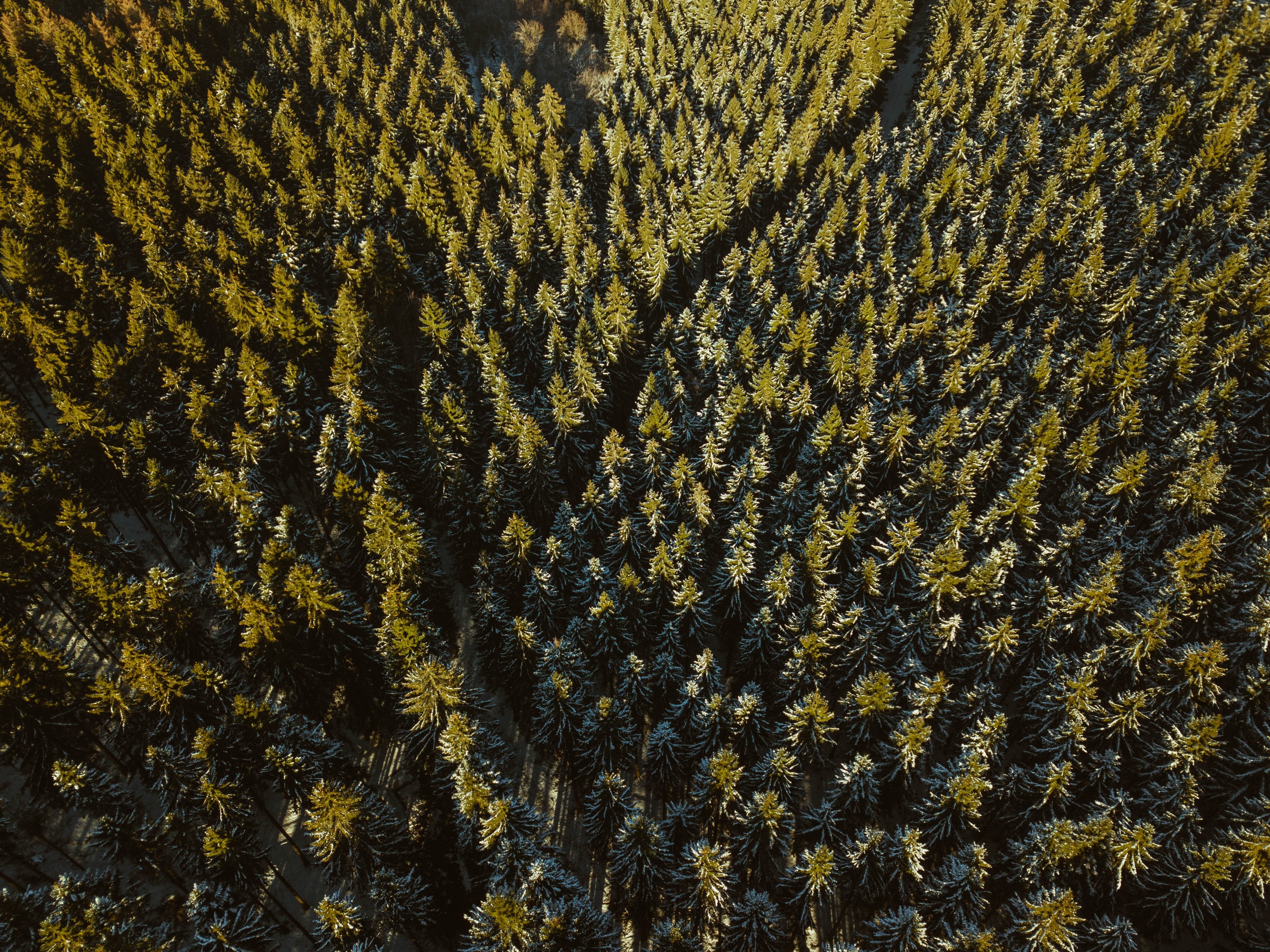 Drone Forest Wallpapers