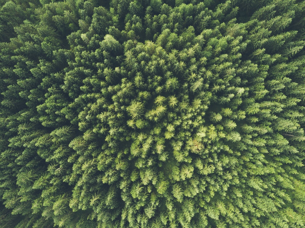 Drone Forest Wallpapers