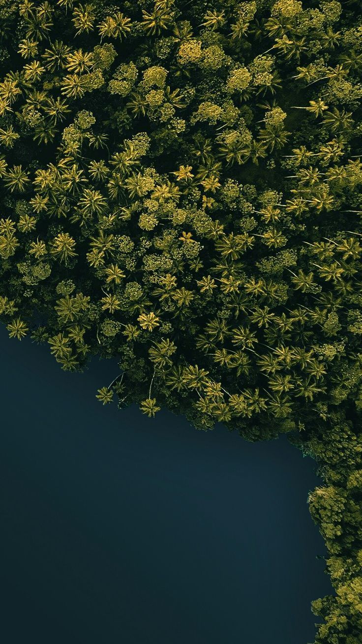 Drone Forest Wallpapers