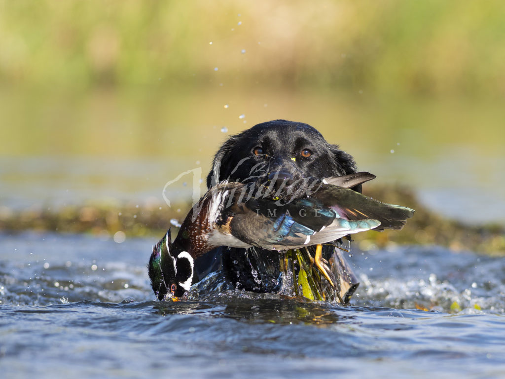 Duck Hunting Dog Wallpapers