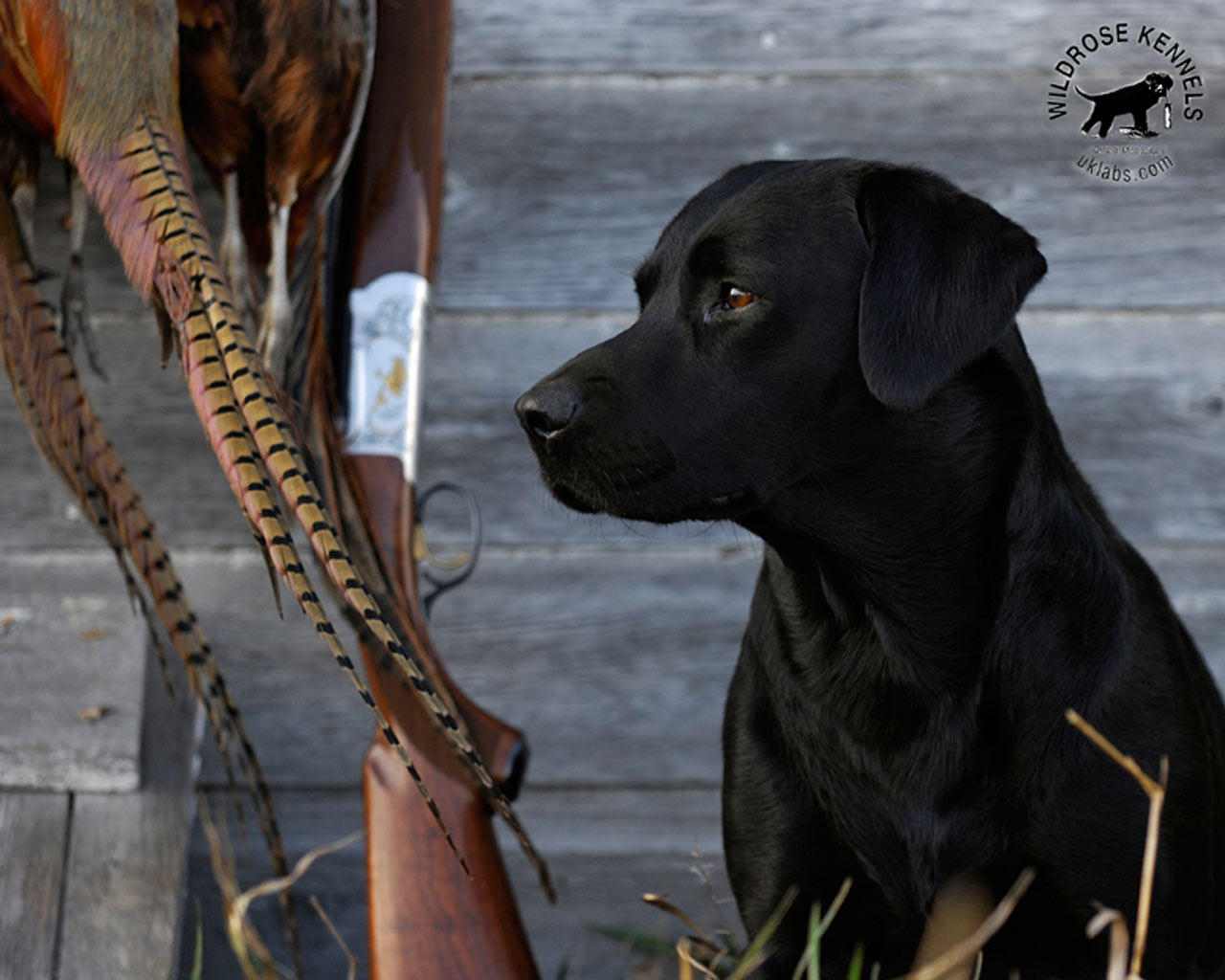 Duck Hunting Dog Wallpapers