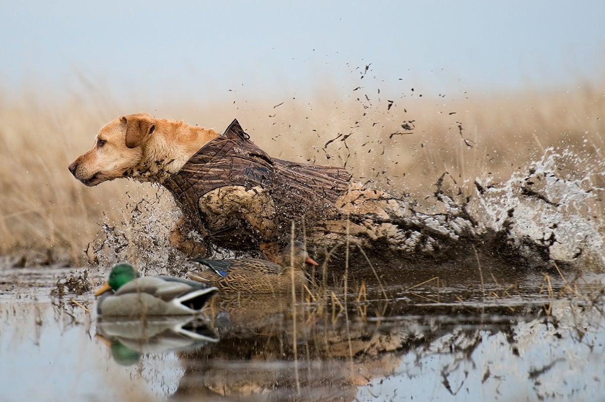 Duck Hunting Dog Wallpapers