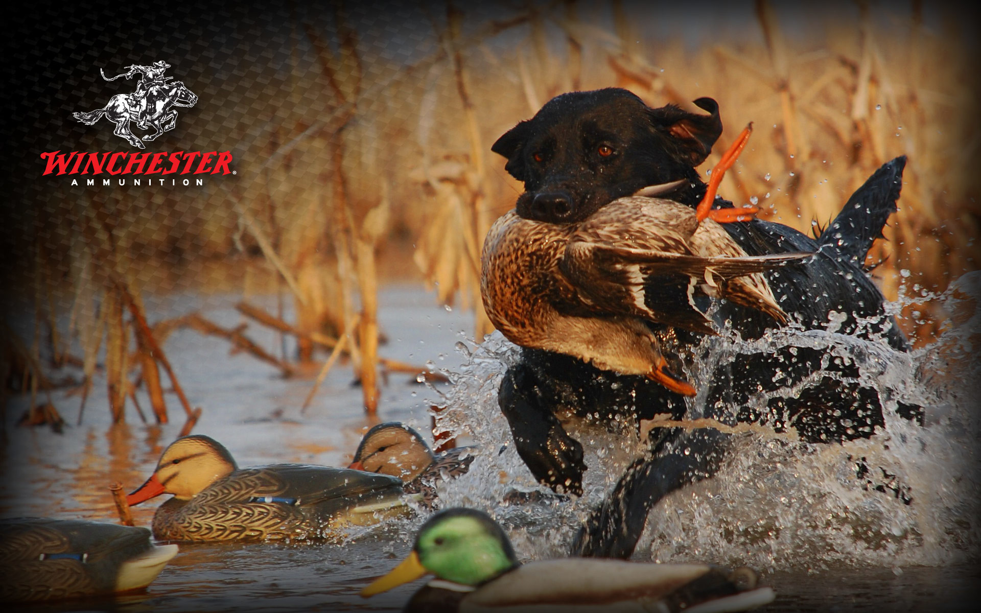 Duck Hunting Dog Wallpapers