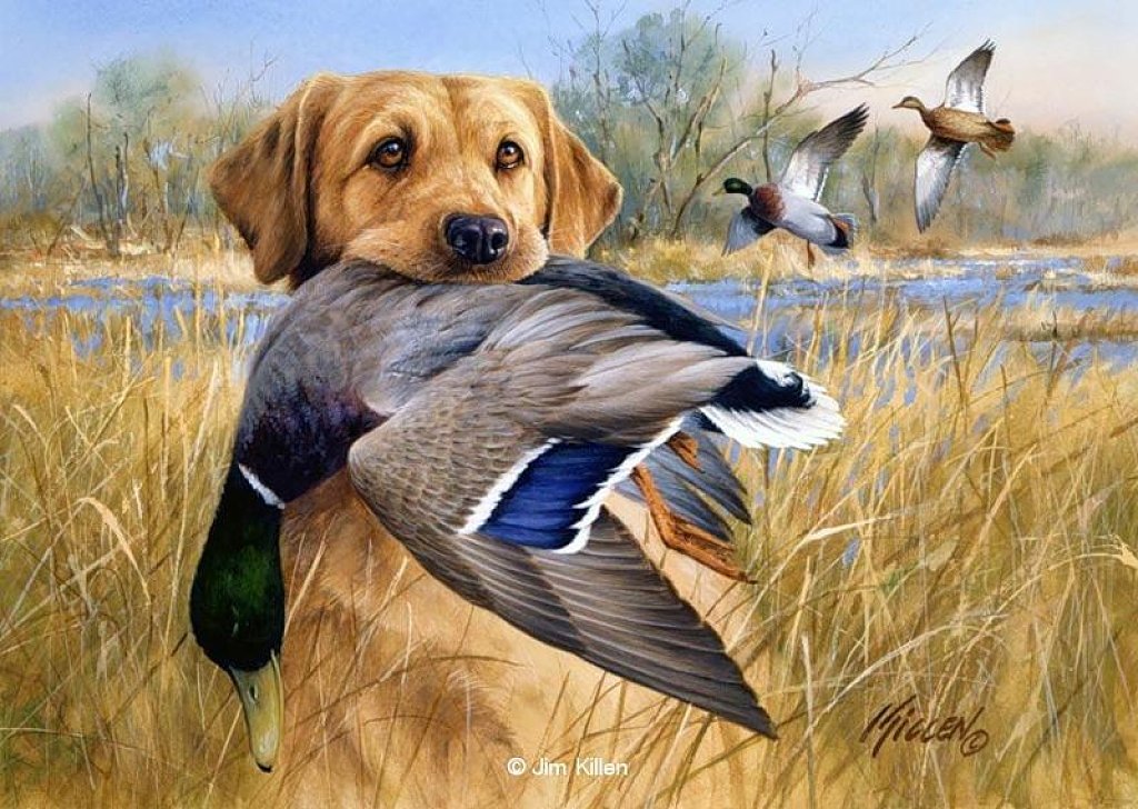 Duck Hunting Dog Wallpapers