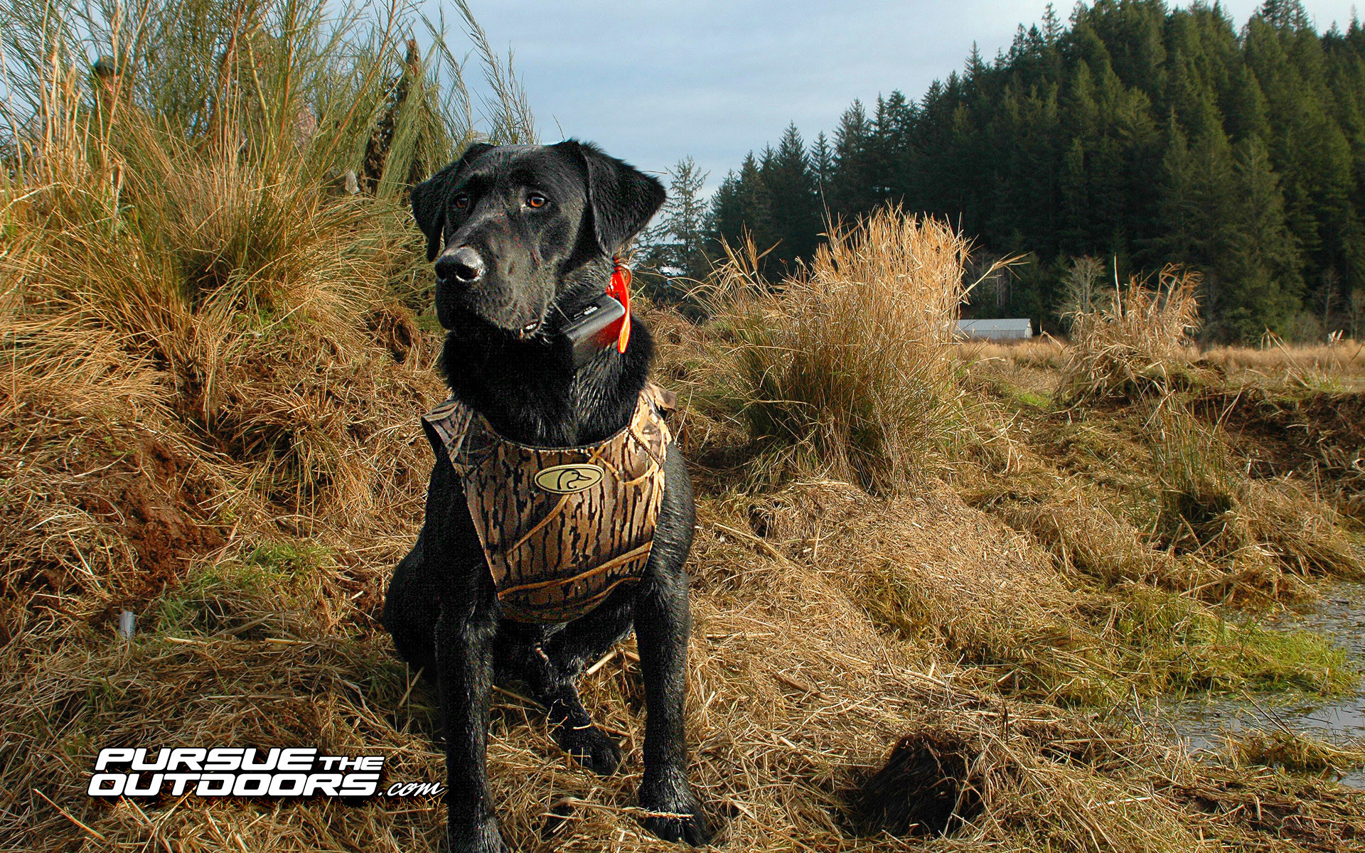 Duck Hunting Dog Wallpapers