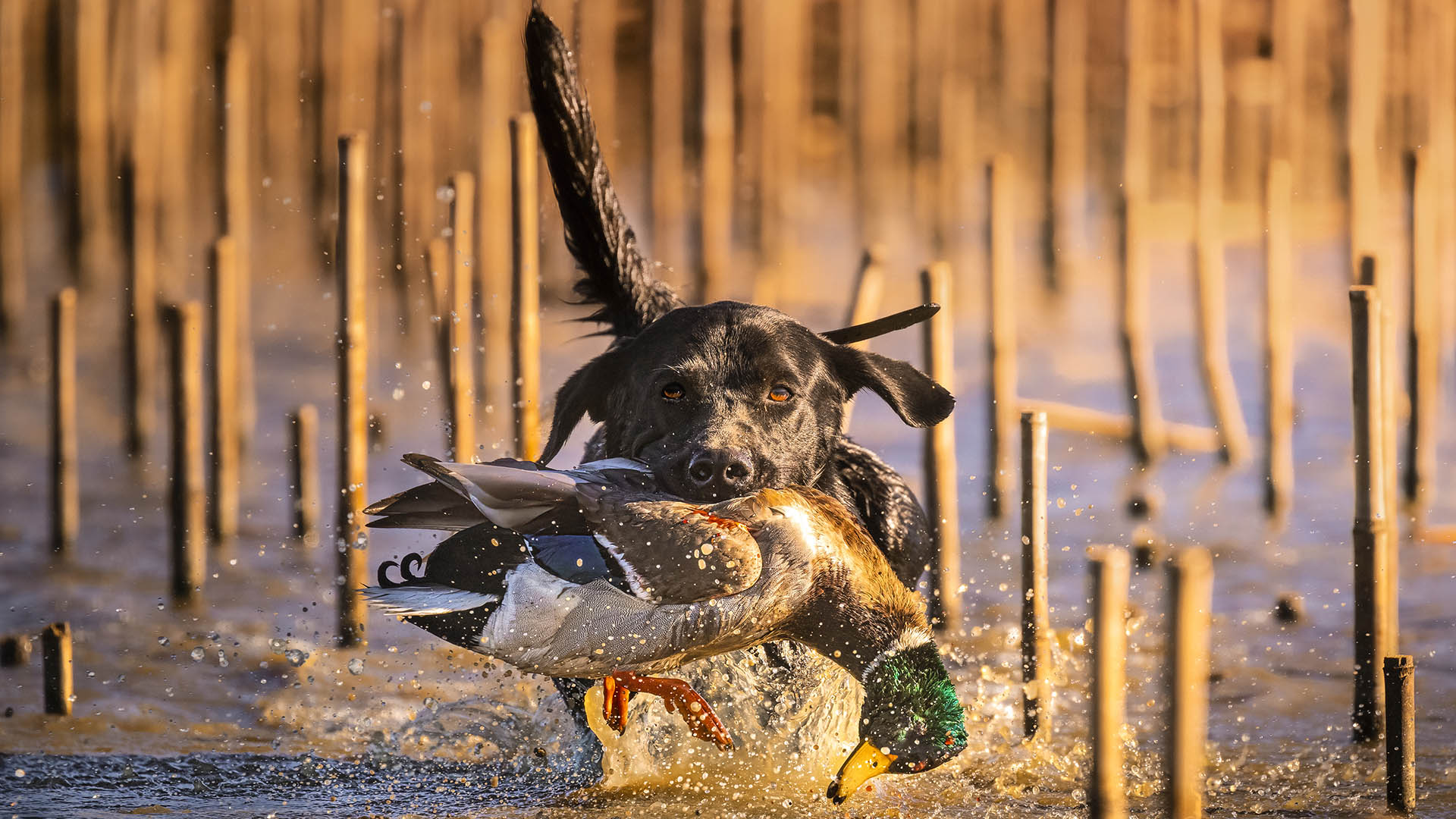 Duck Hunting Dog Wallpapers