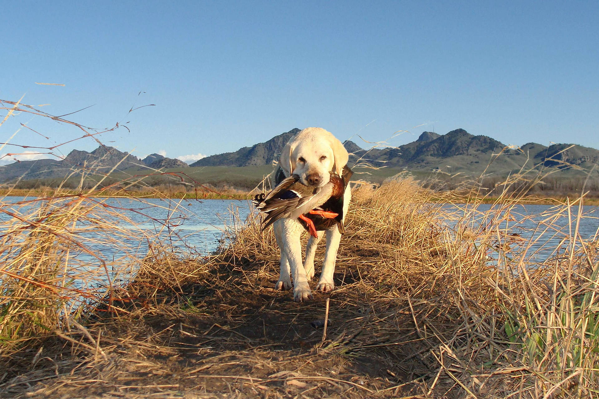 Duck Hunting Dog Wallpapers