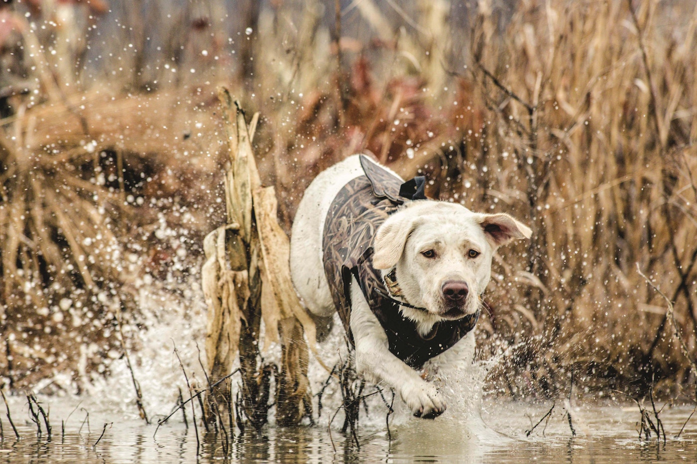 Duck Hunting Dog Wallpapers