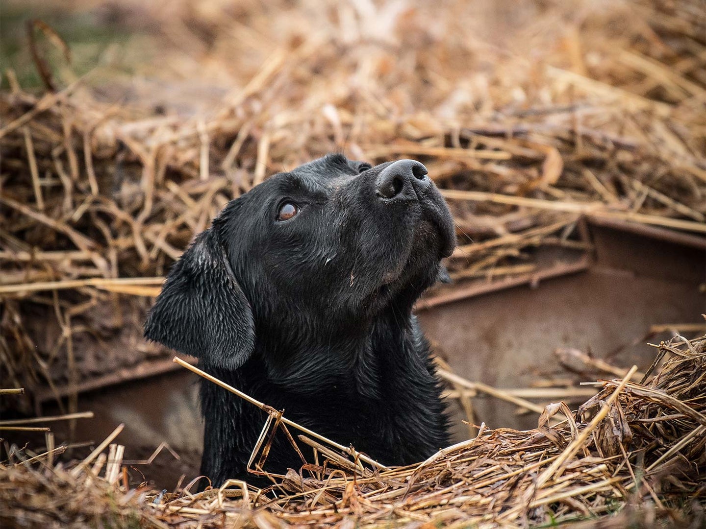 Duck Hunting Dog Wallpapers