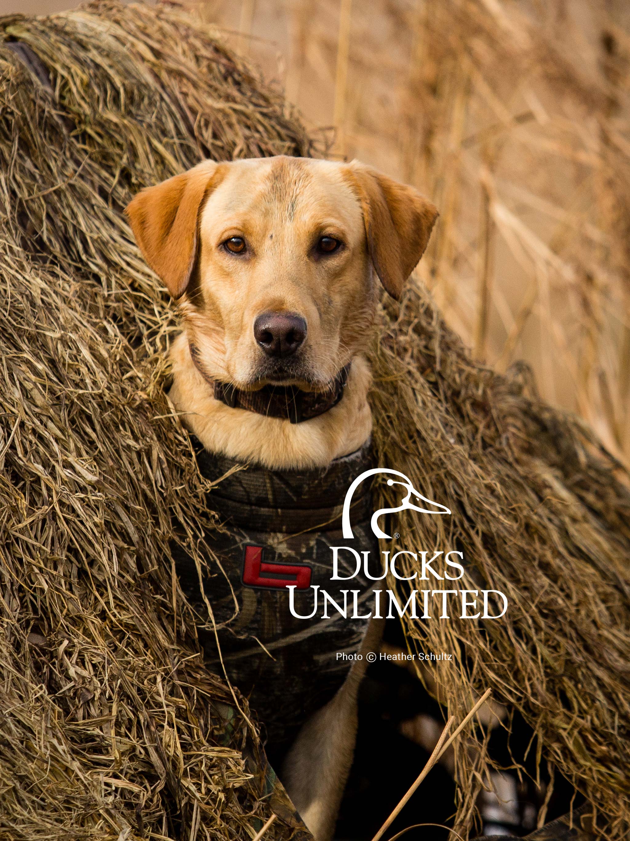 Duck Hunting Dog Wallpapers