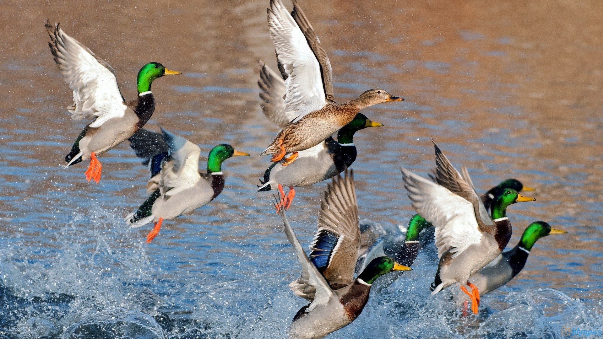 Duck Hunting Dog Wallpapers