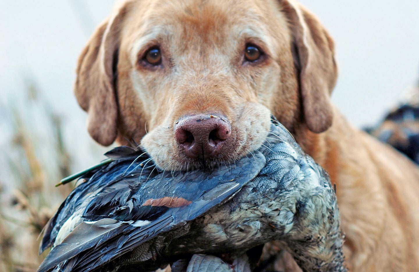 Duck Hunting Dog Wallpapers