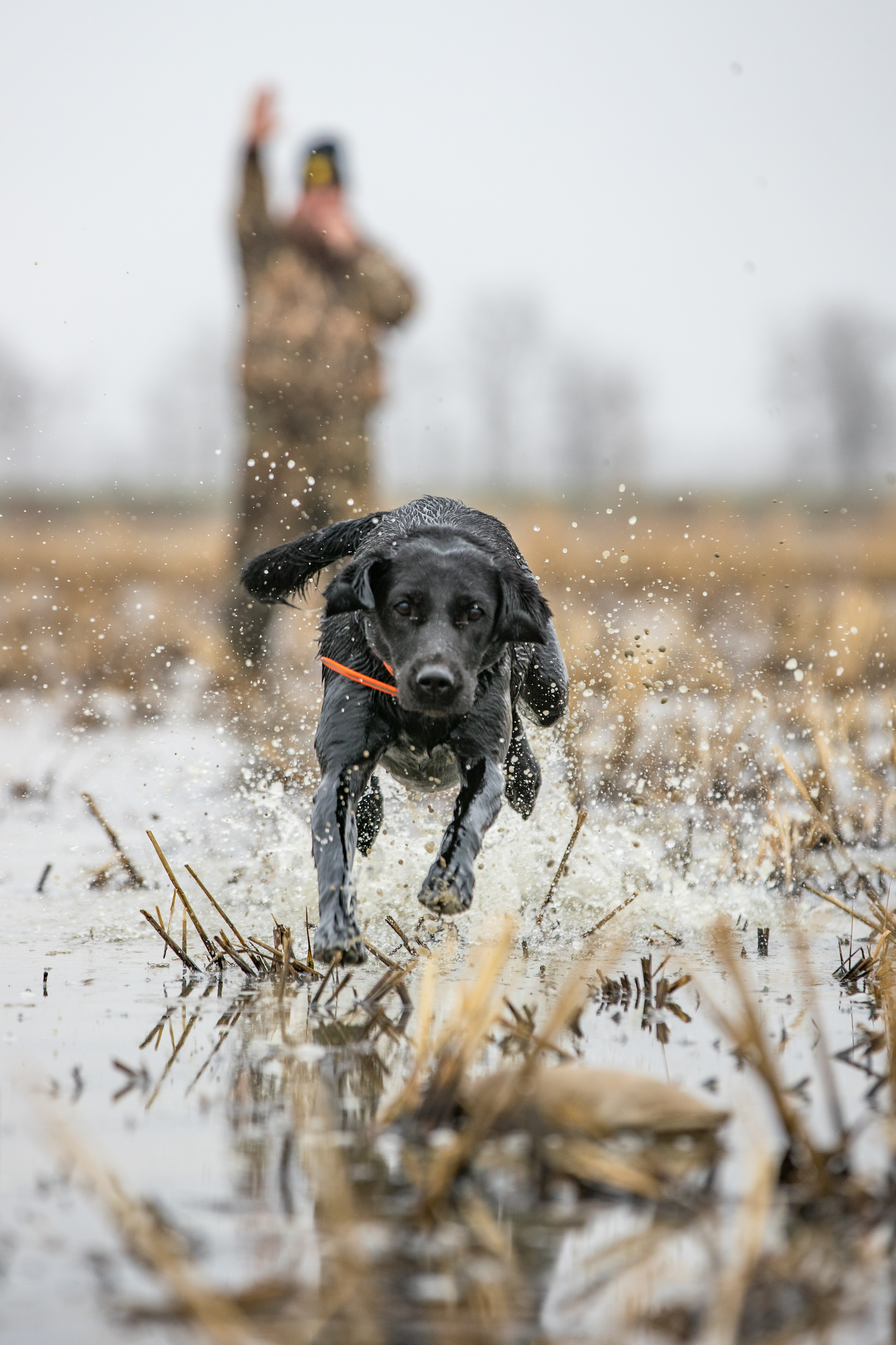 Duck Hunting Dog Wallpapers