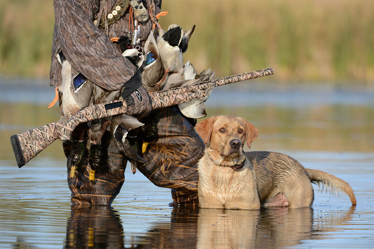 Duck Hunting Dog Wallpapers