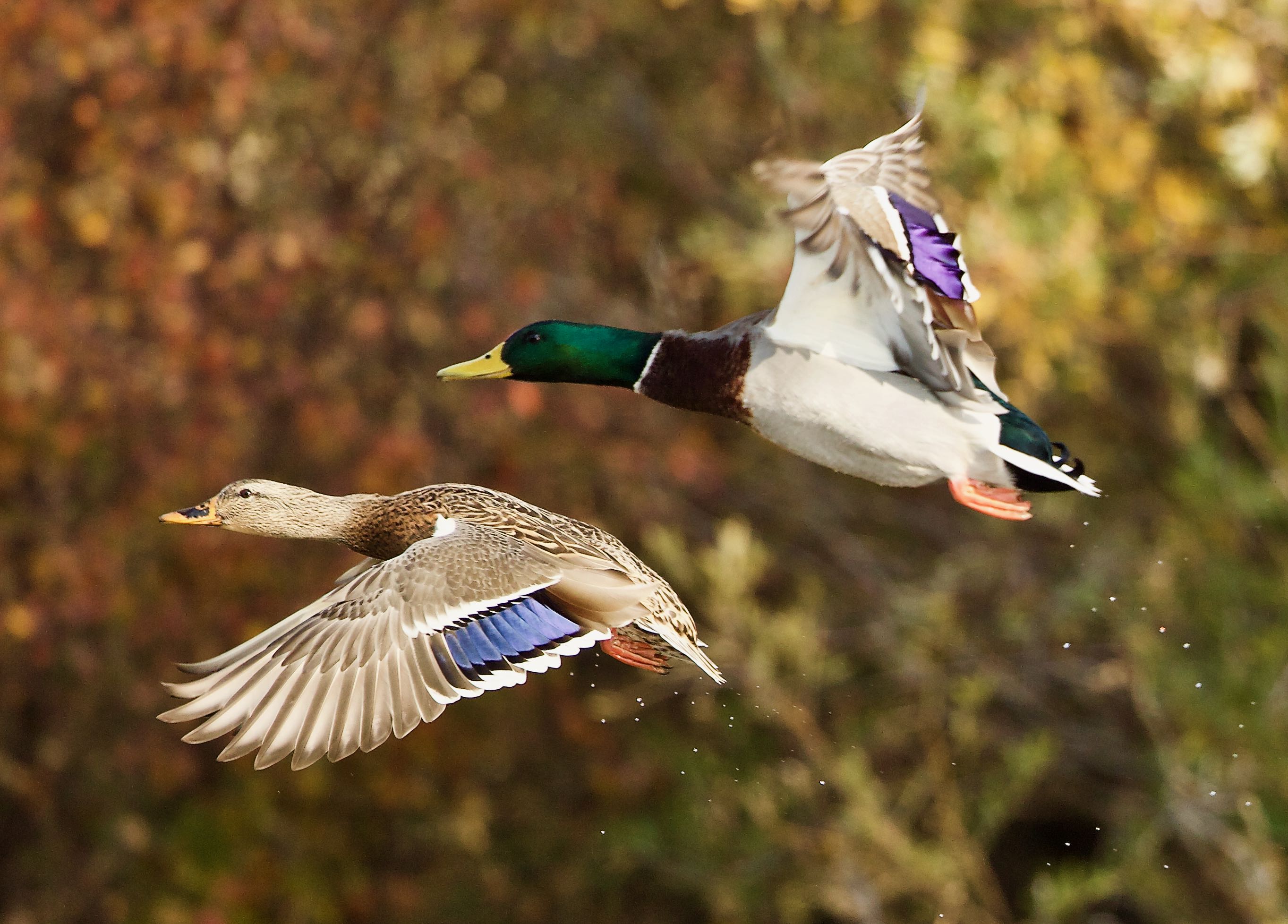 Duck Hunting Dog Wallpapers