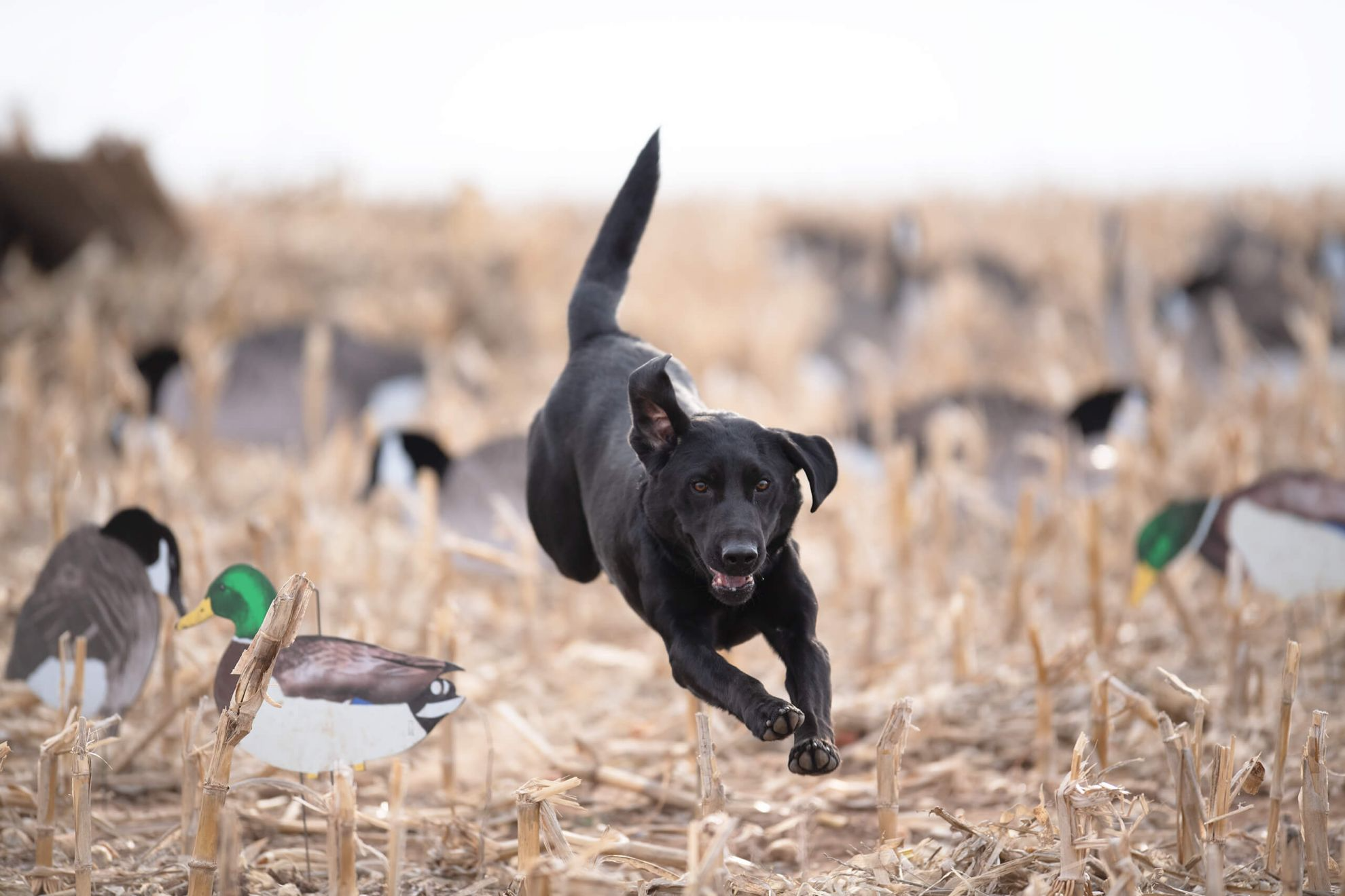 Duck Hunting Dog Wallpapers