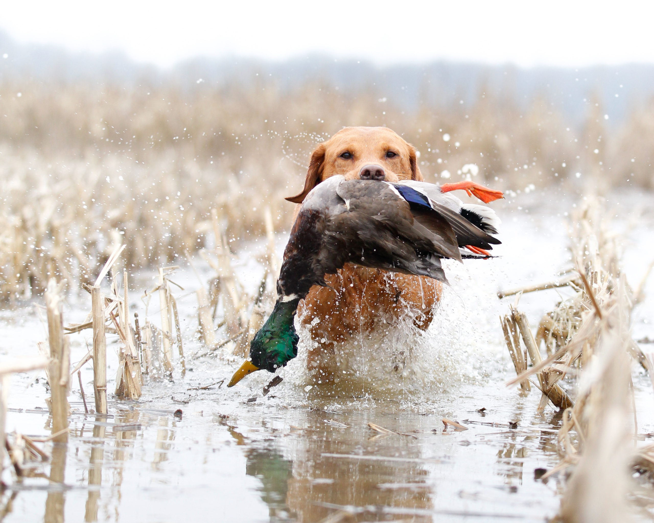 Duck Hunting Dog Wallpapers