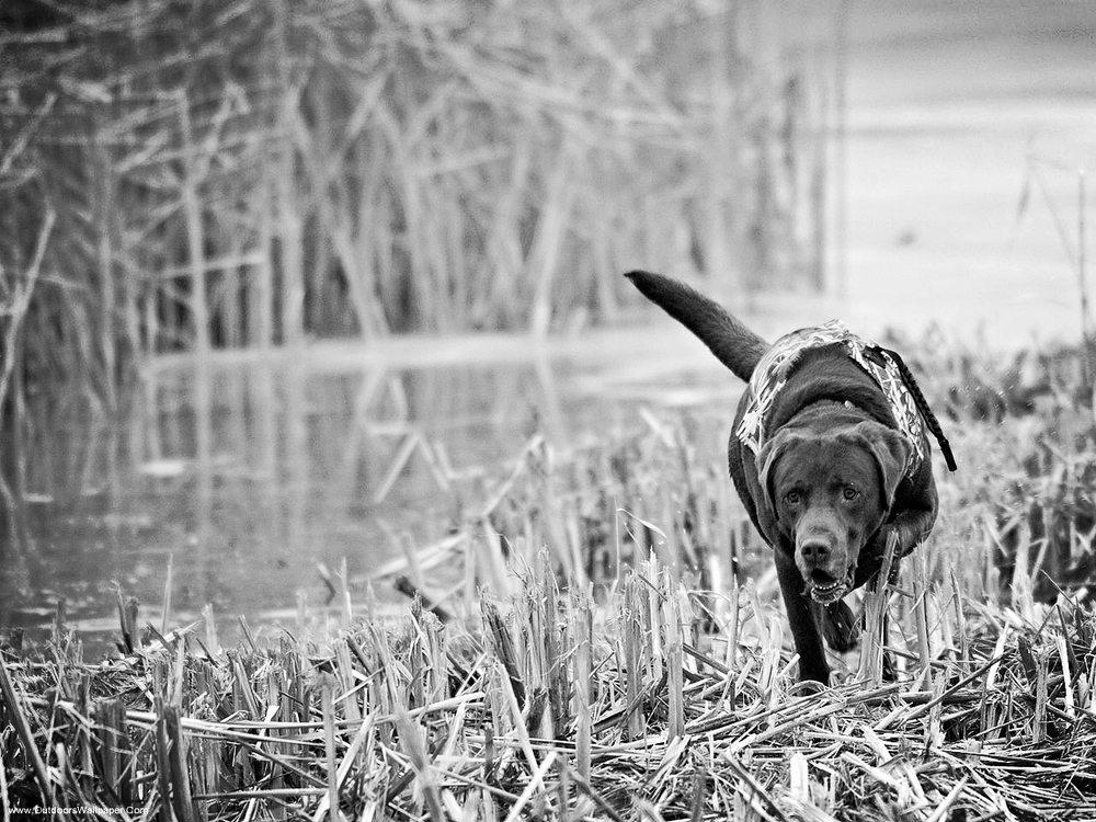 Duck Hunting Dog Wallpapers