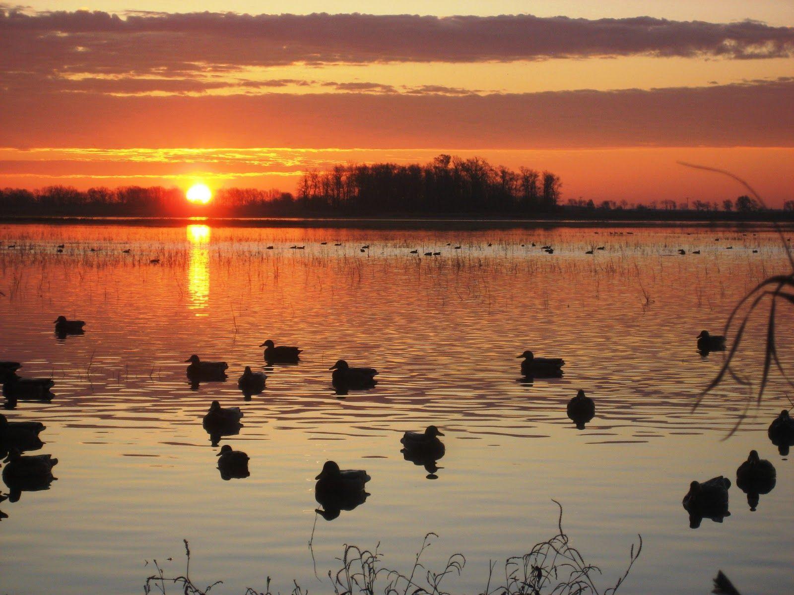 Duck Hunting Wallpapers