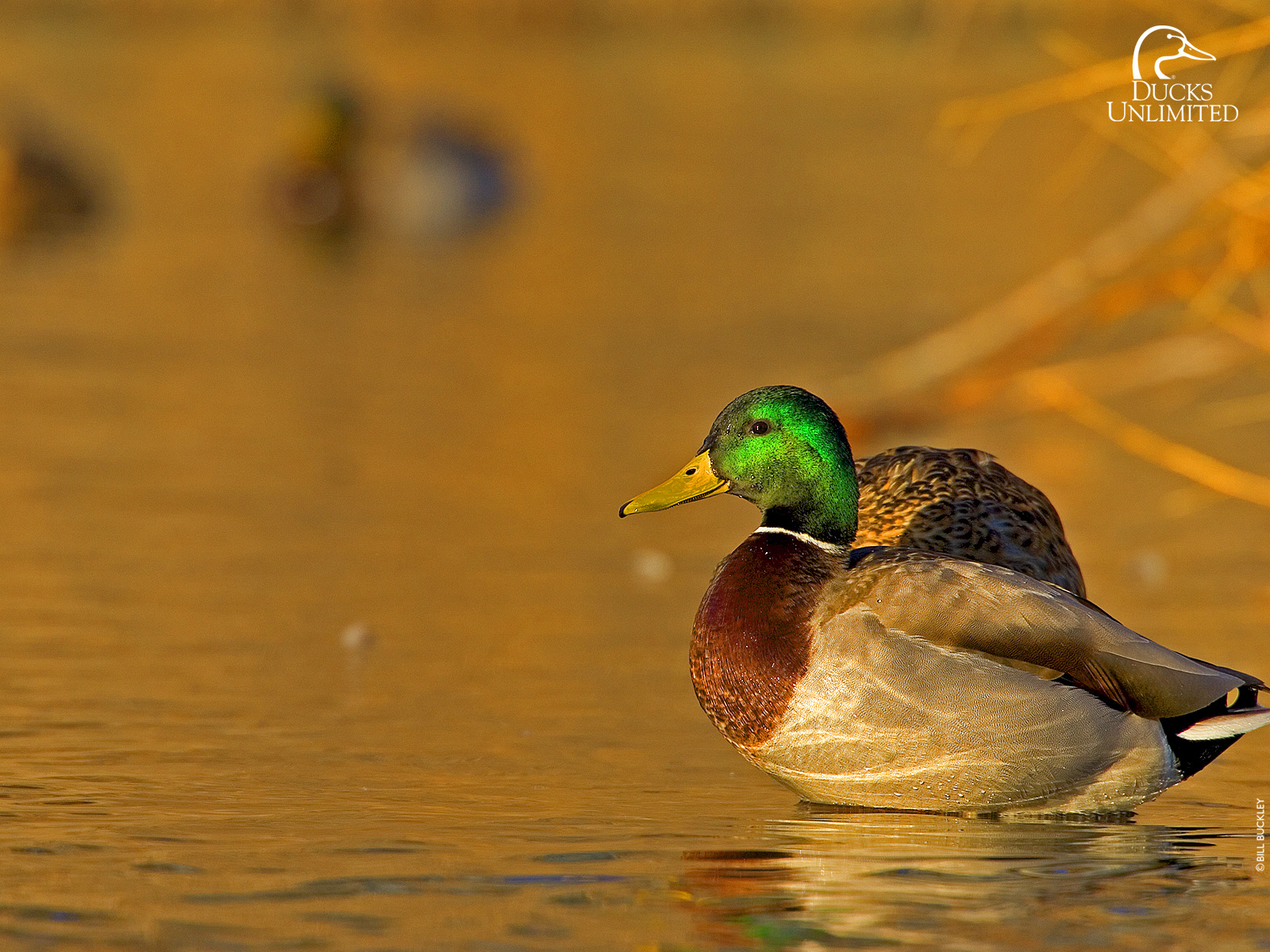 Ducks Unlimited Wallpapers