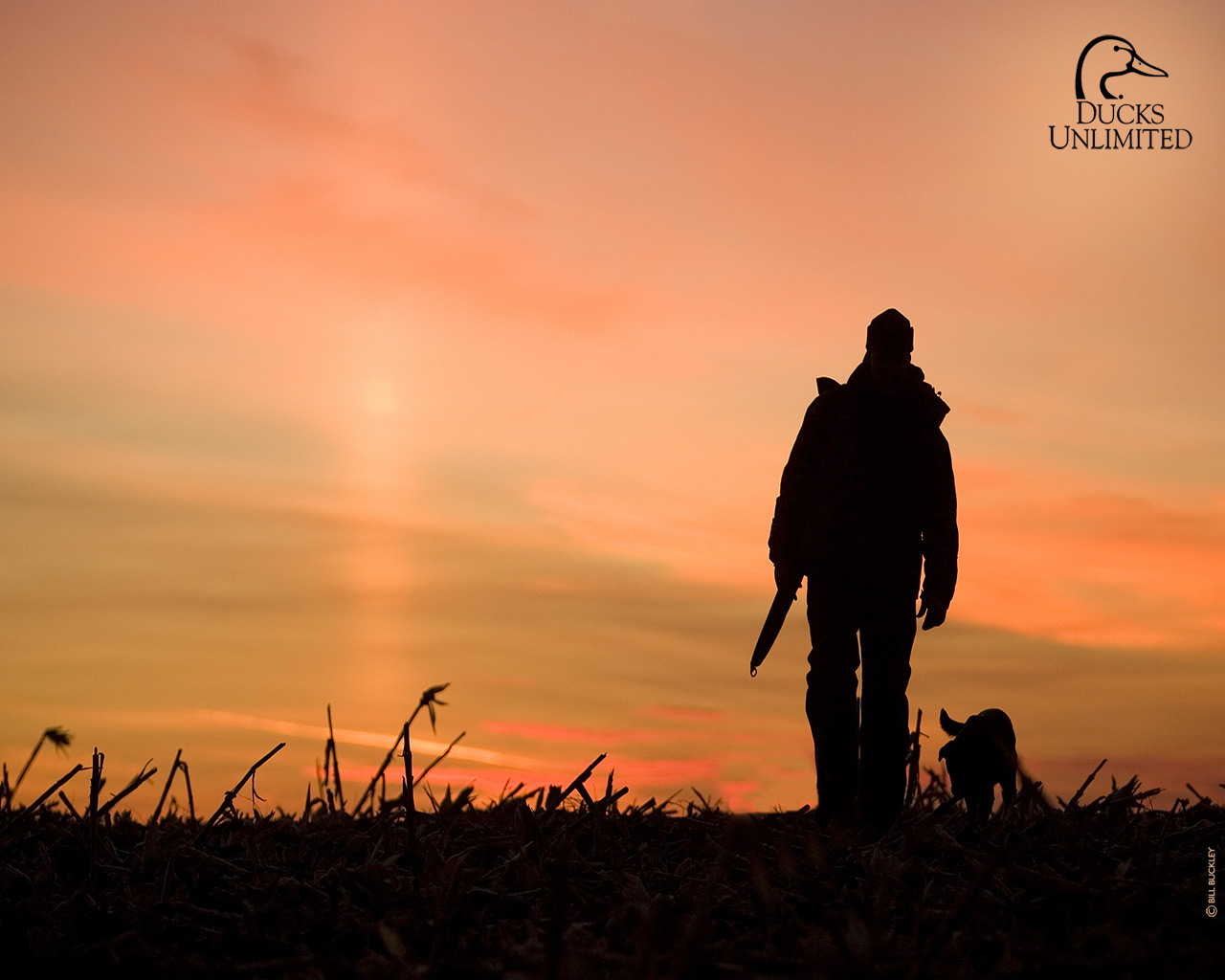 Ducks Unlimited Wallpapers