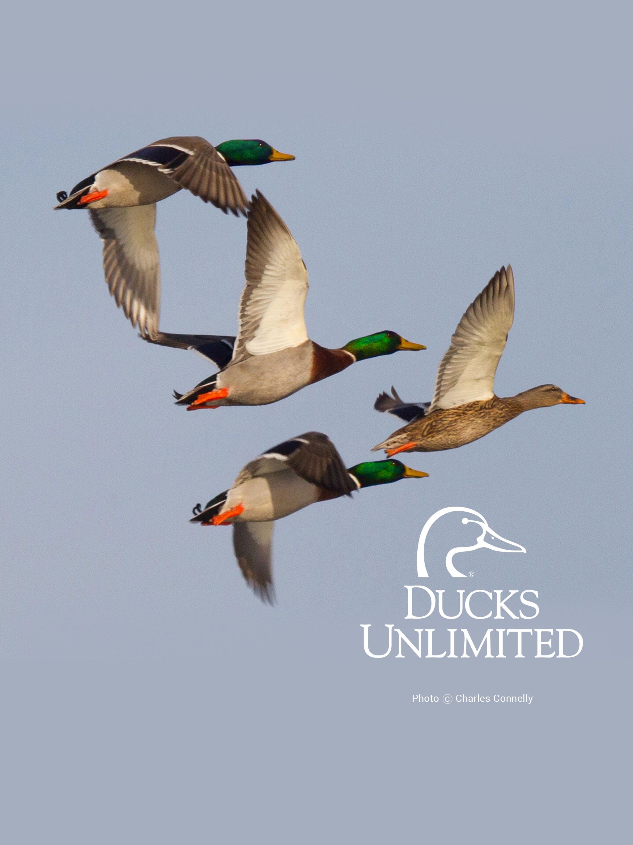 Ducks Unlimited Wallpapers