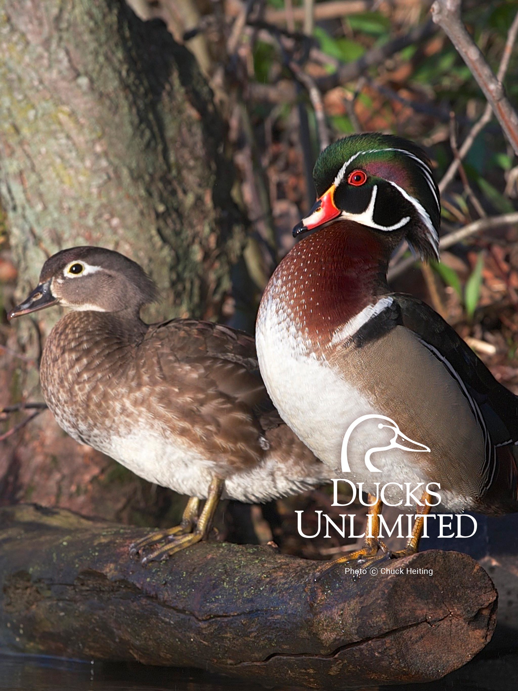 Ducks Unlimited Wallpapers