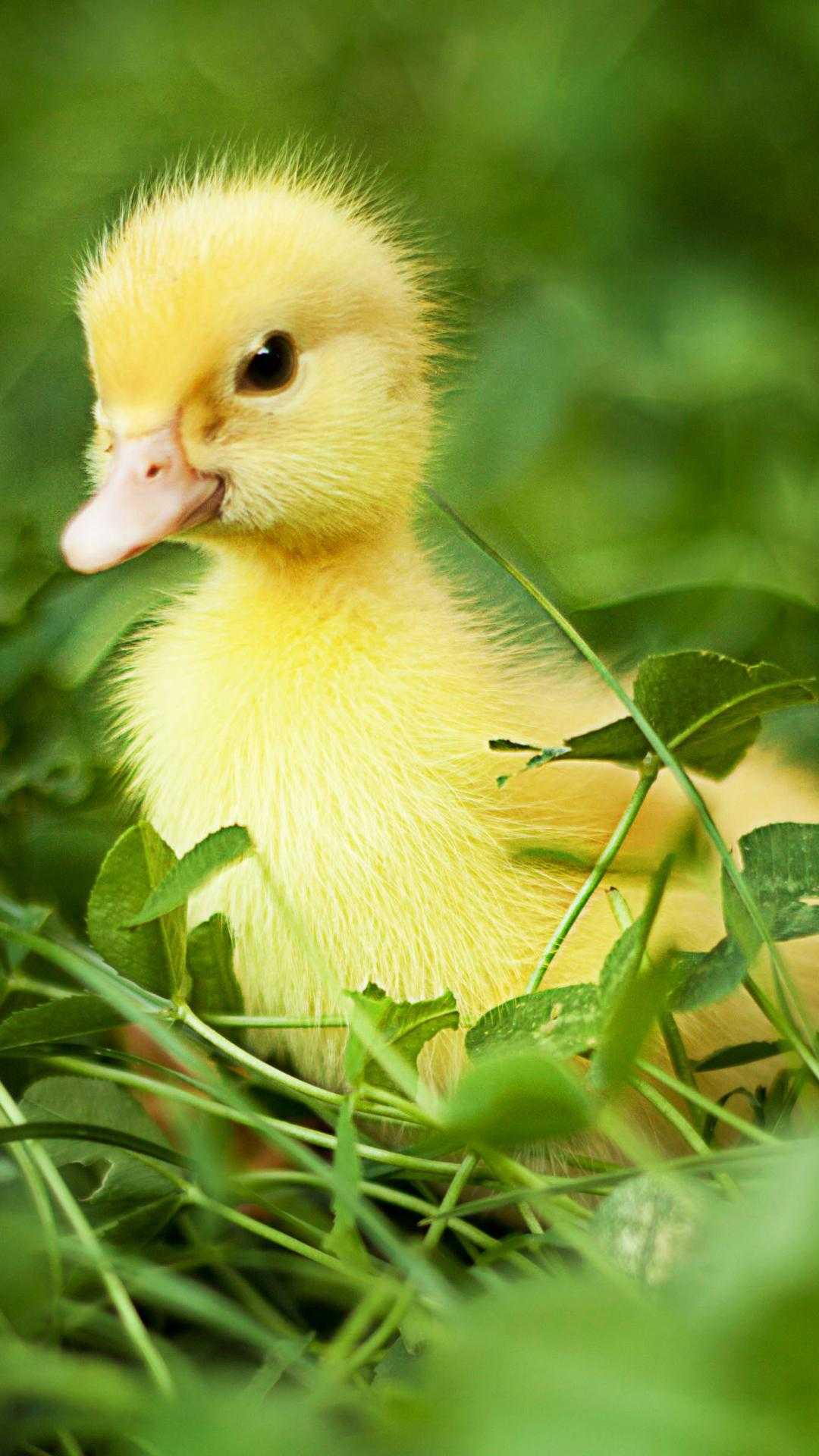 Ducky Wallpapers