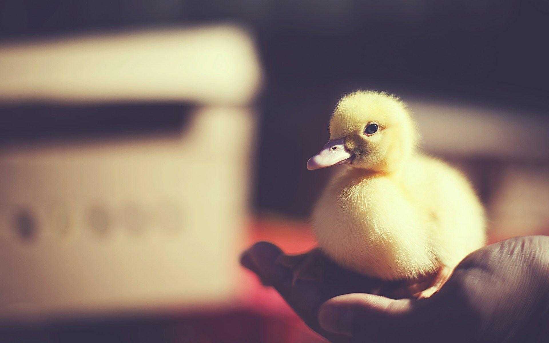 Ducky Wallpapers