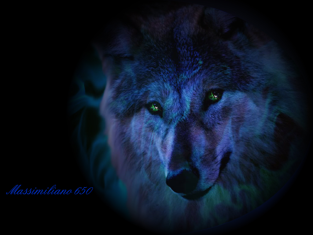 E Wolf Wallpapers