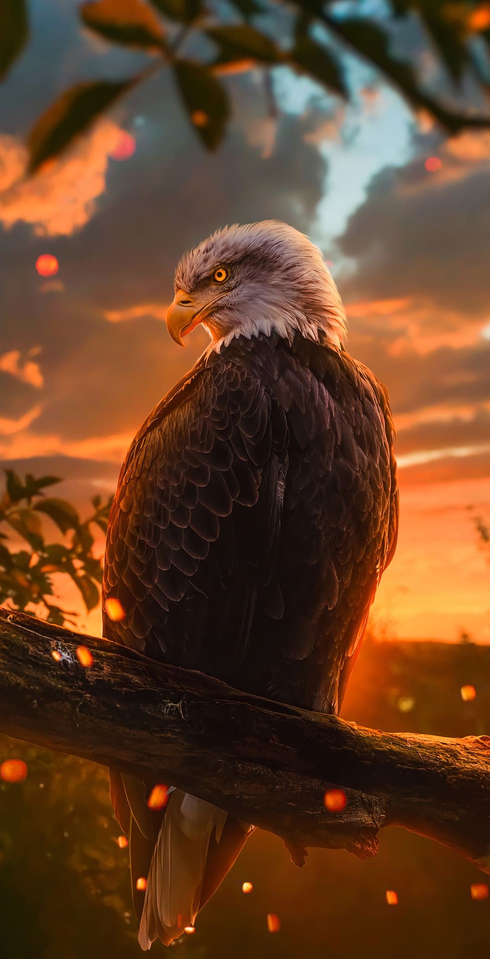 Eagle Desktop Wallpapers