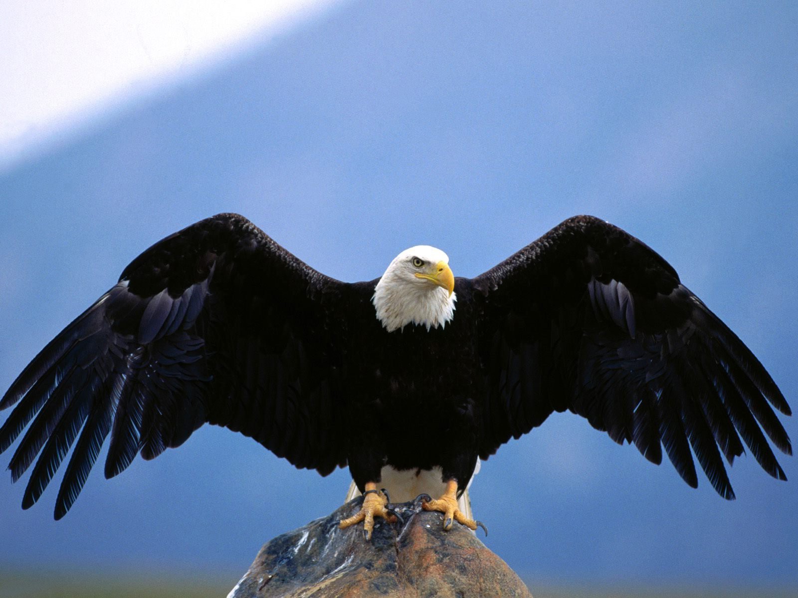 Eagle Flying Wallpapers