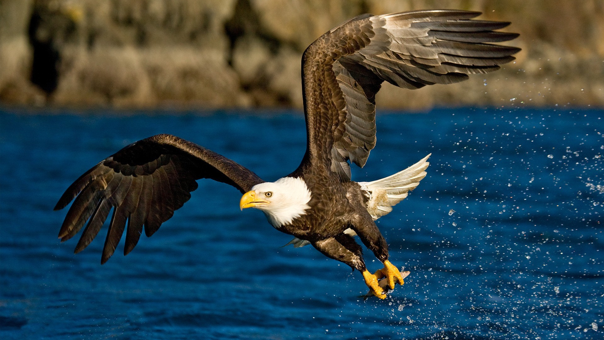 Eagle Flying Wallpapers