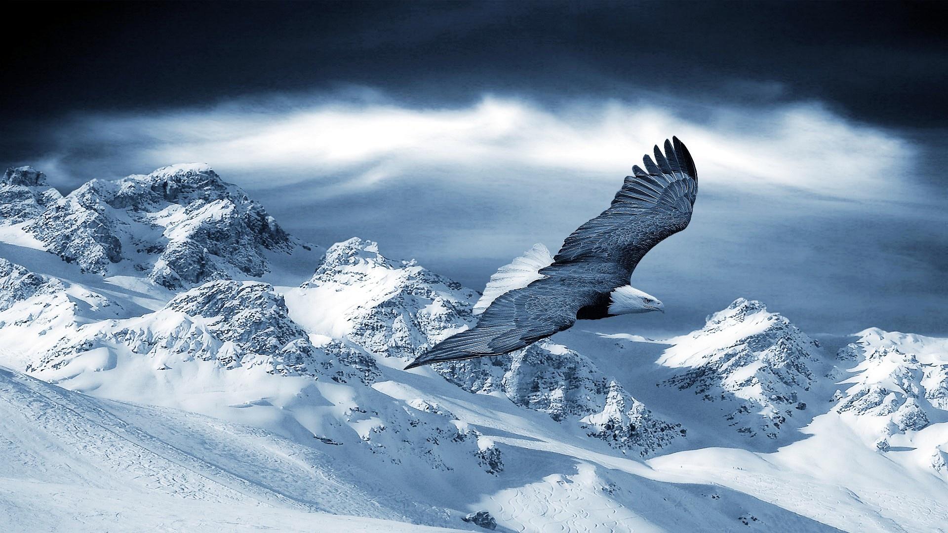 Eagle Flying Wallpapers