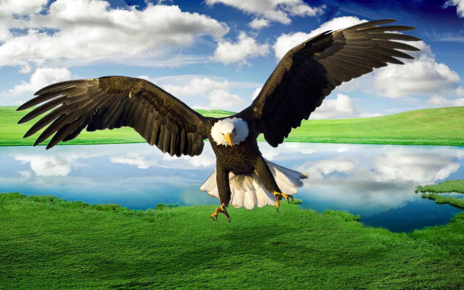 Eagle Flying Wallpapers