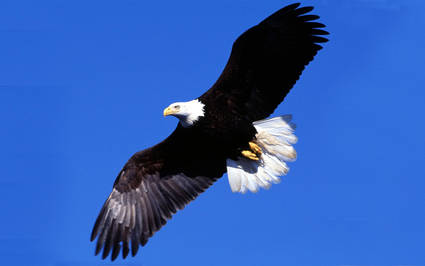 Eagle Flying Wallpapers