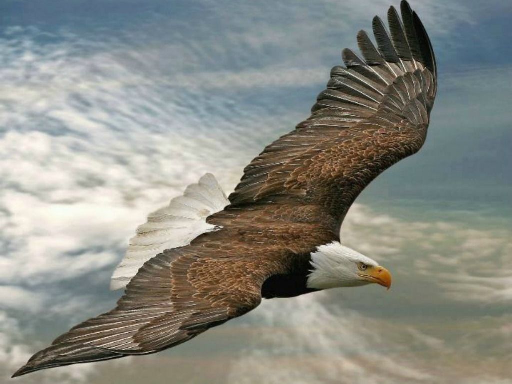 Eagle Flying Wallpapers