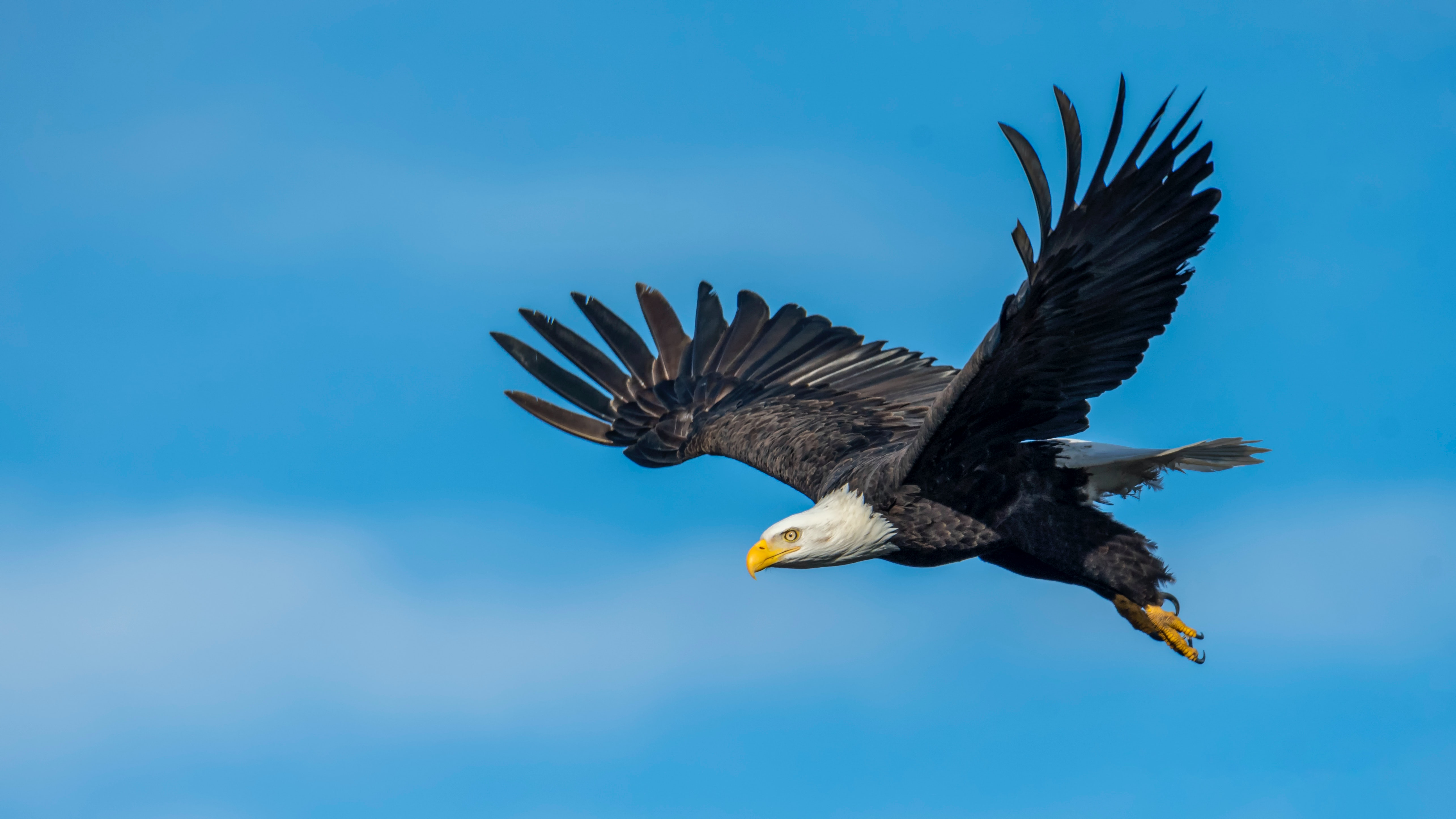 Eagle Flying Wallpapers