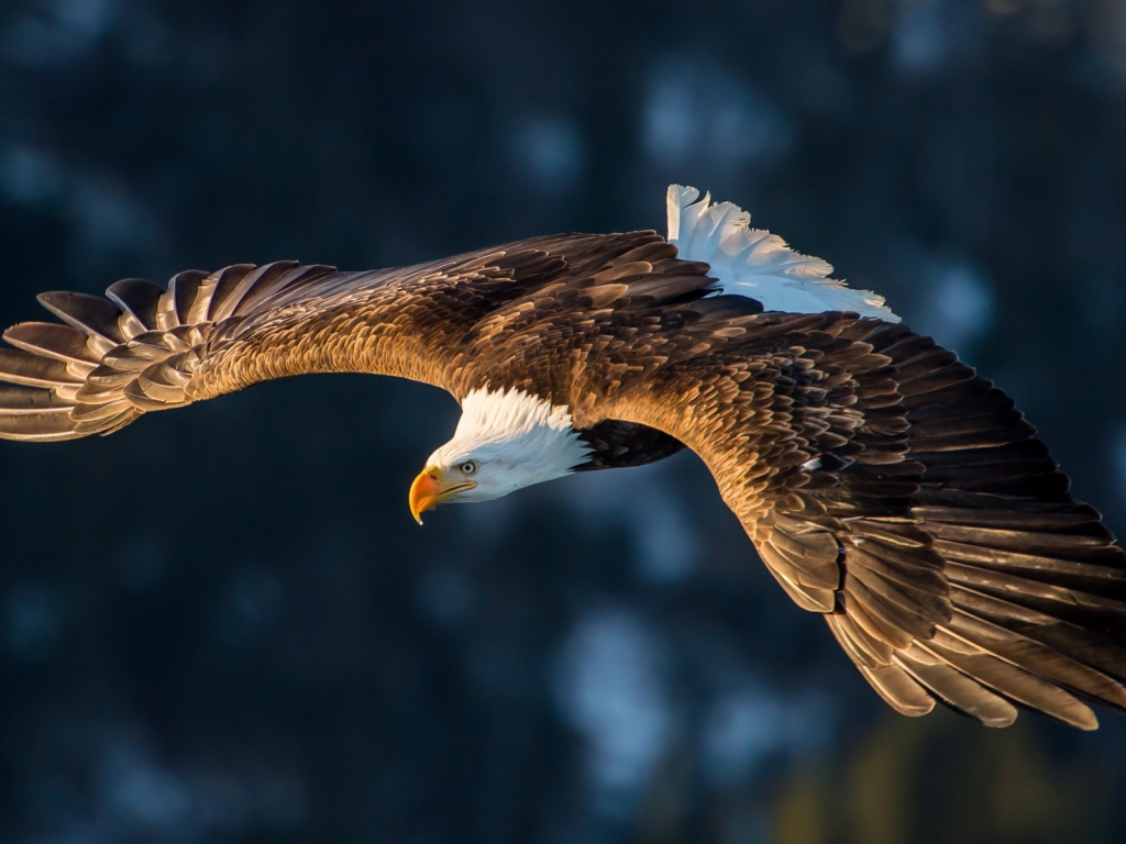 Eagle Flying Wallpapers