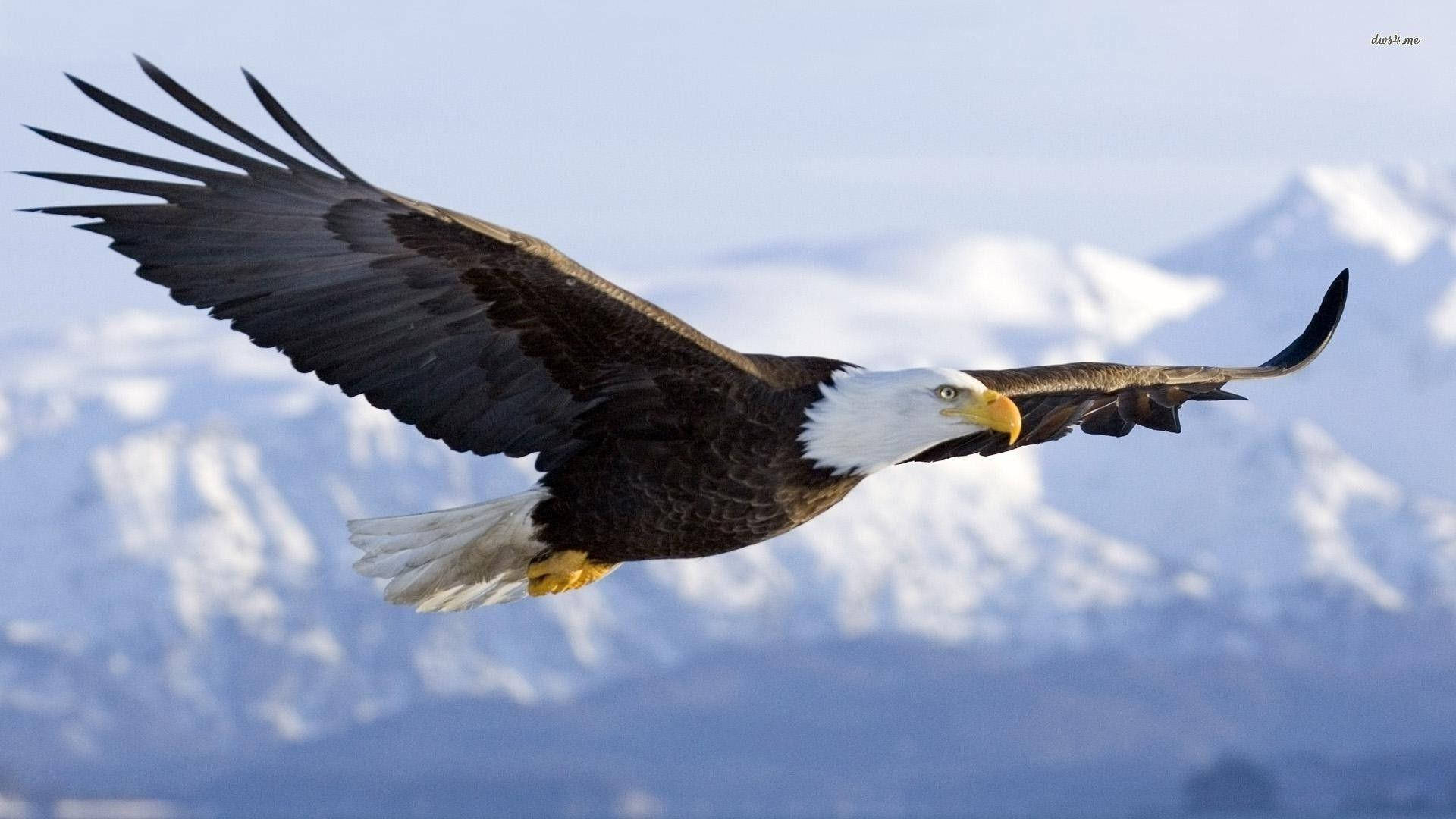 Eagle Flying Wallpapers