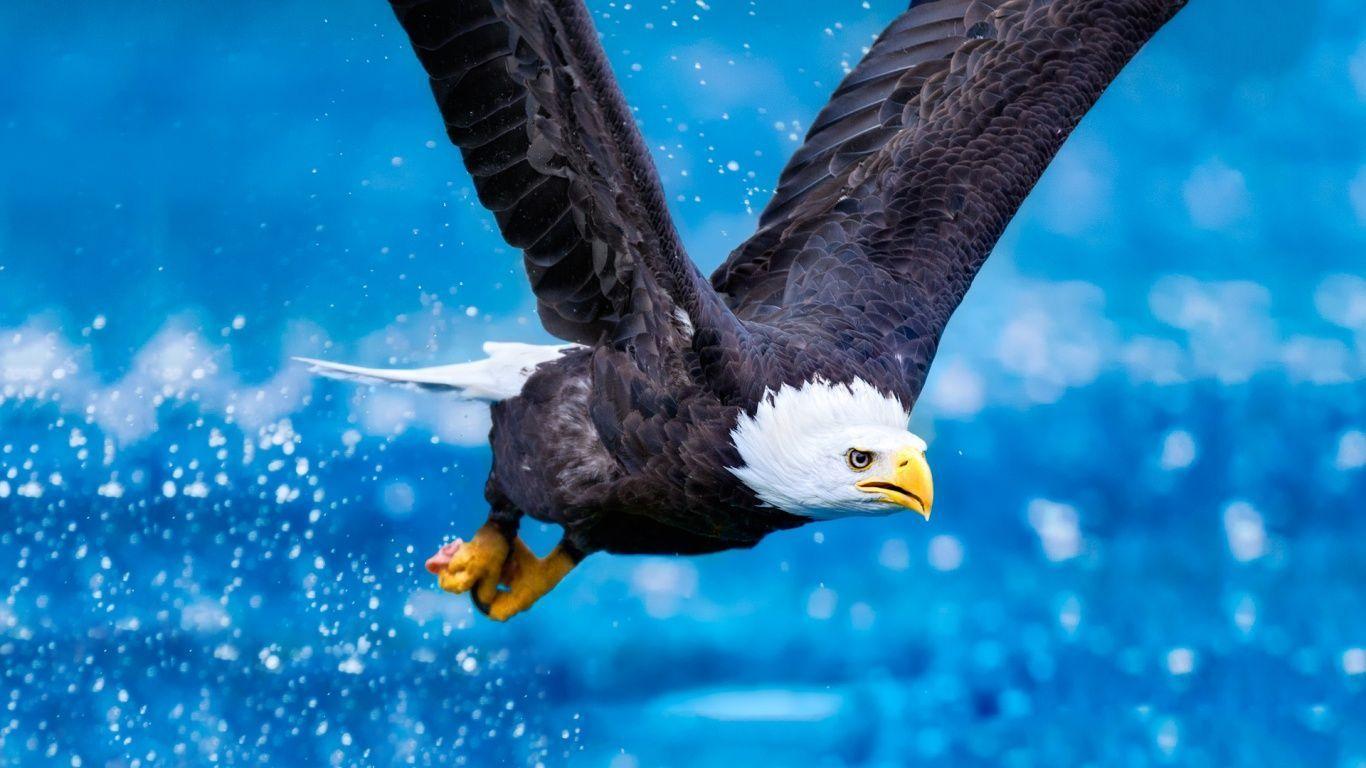 Eagle Flying Wallpapers