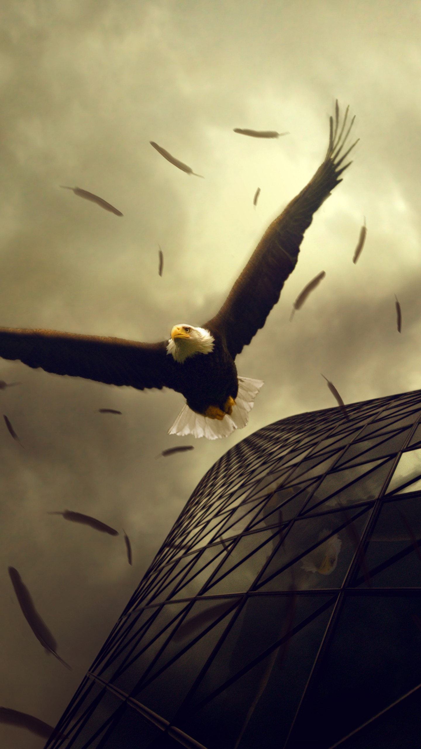 Eagle Flying Wallpapers