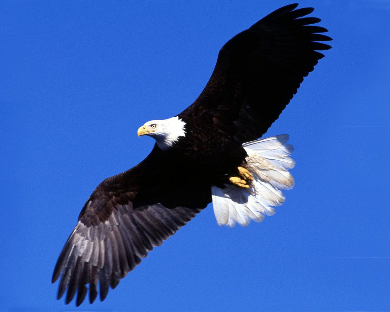 Eagle Flying Wallpapers