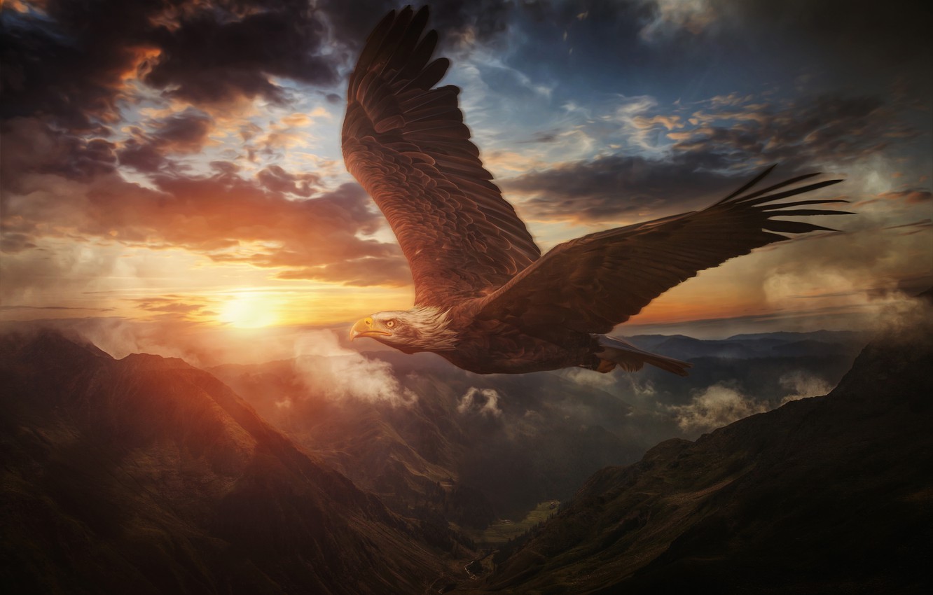 Eagle Flying Wallpapers