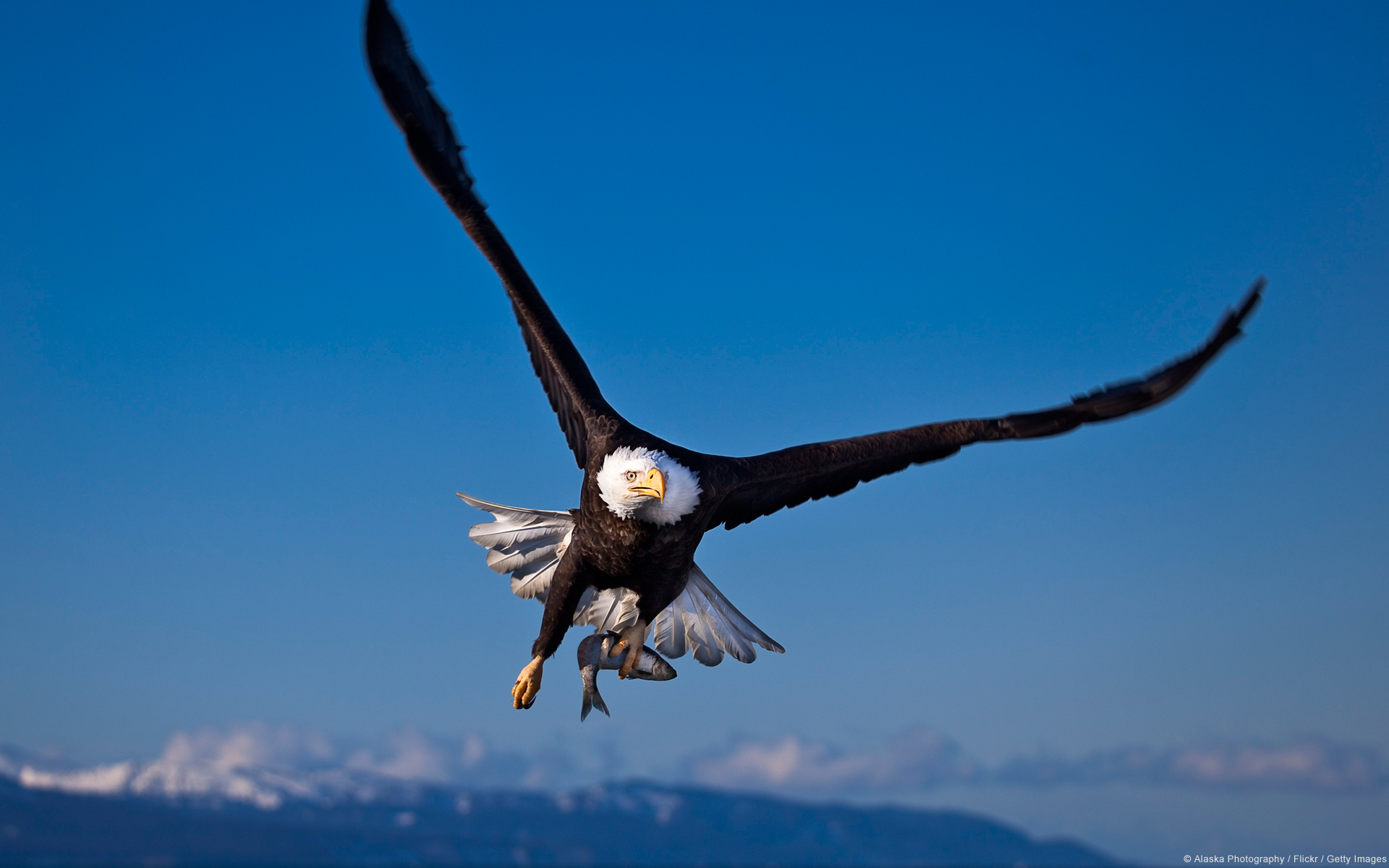 Eagle Flying Wallpapers